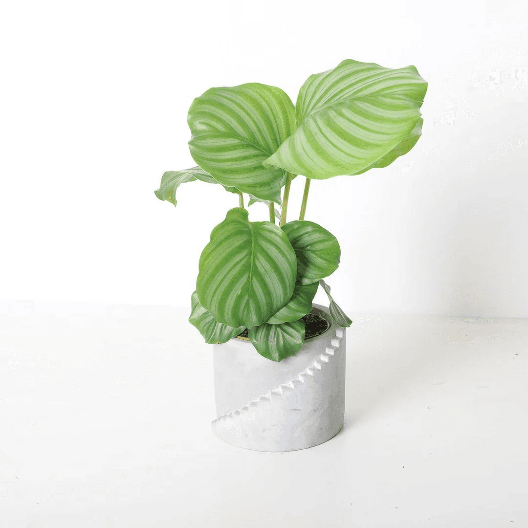 Calathea Orbifolia