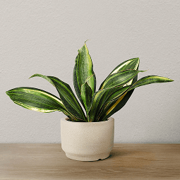 Ceramic Pots