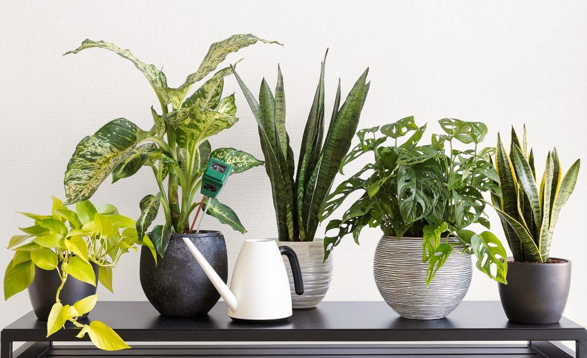 Plant recommendation system