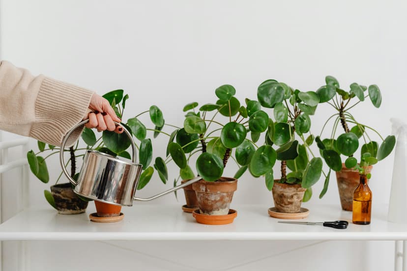 Plant Care