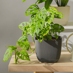 Indoor Plants