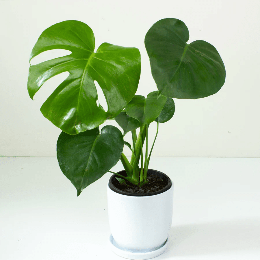 Monstera Deliciosa