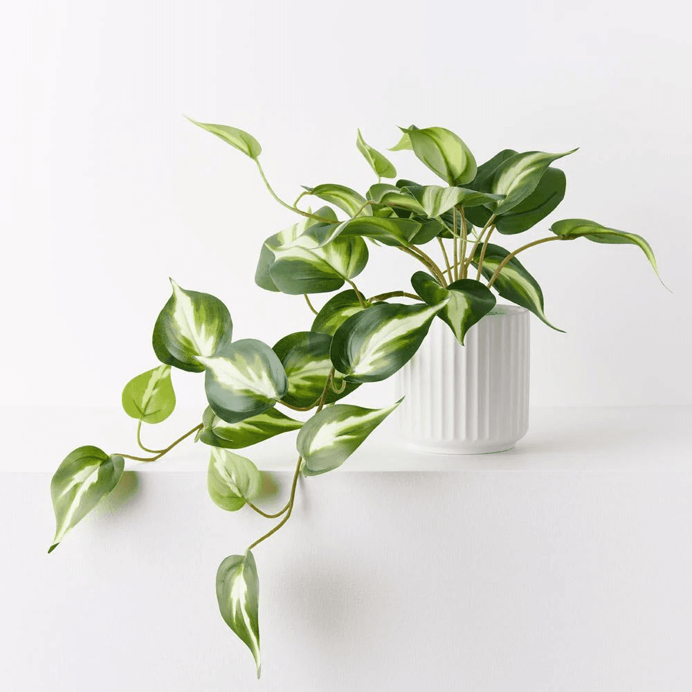 Pothos