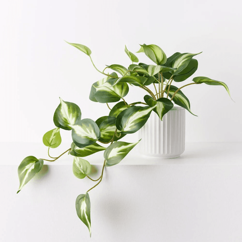 Pothos