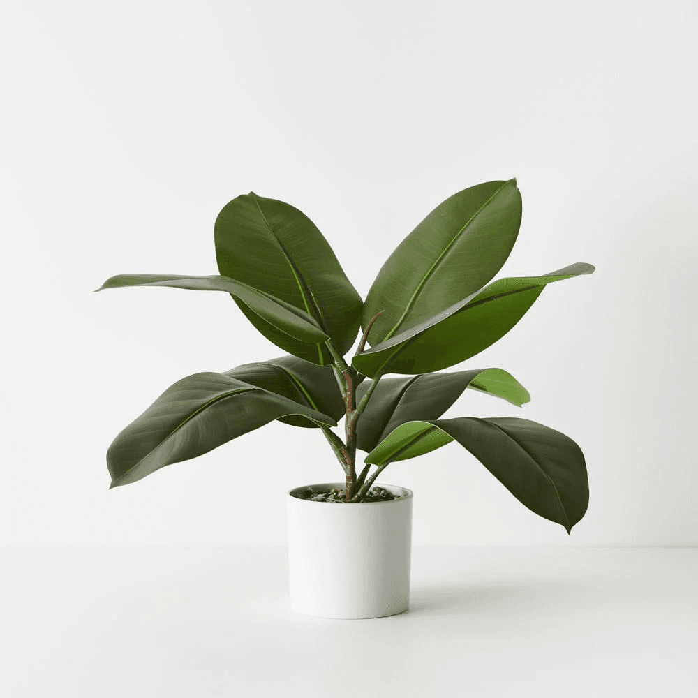Rubber Plant