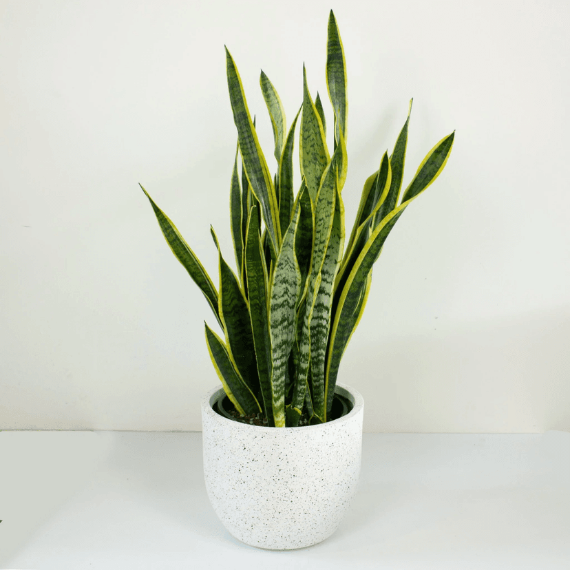 Snake Plant