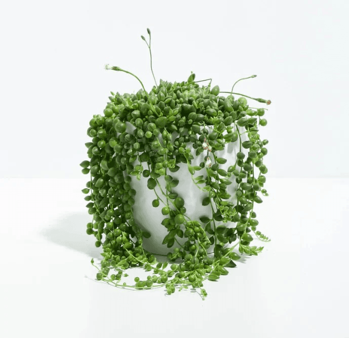 String of Pearls