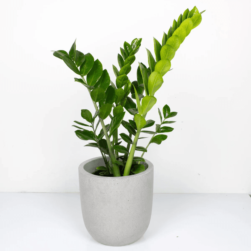 ZZ Plant