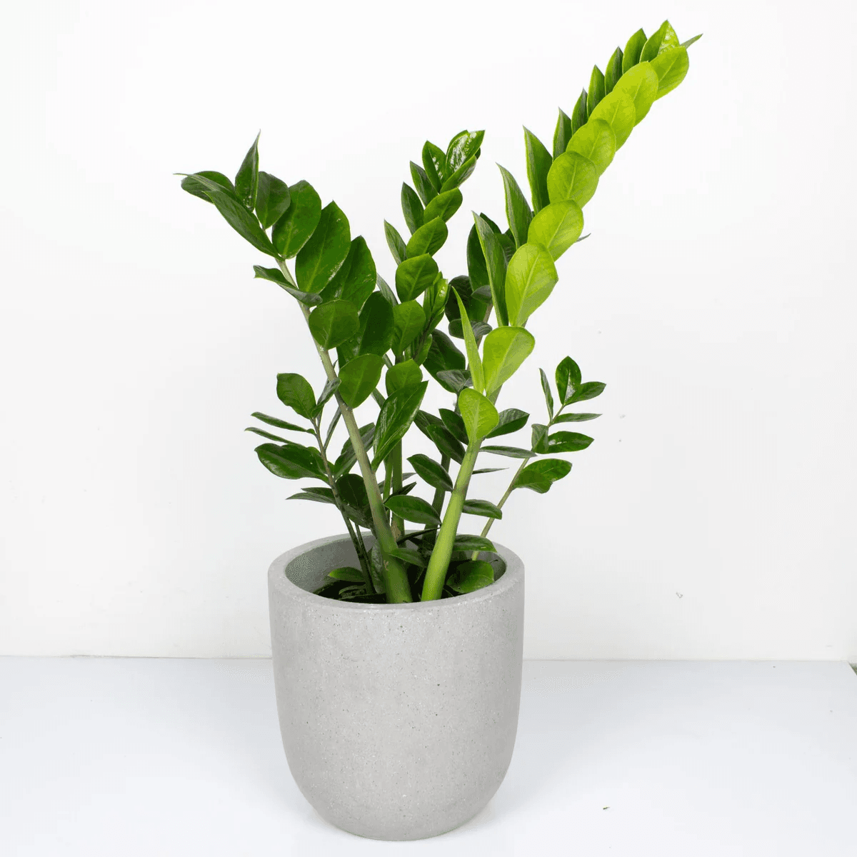 ZZ Plant