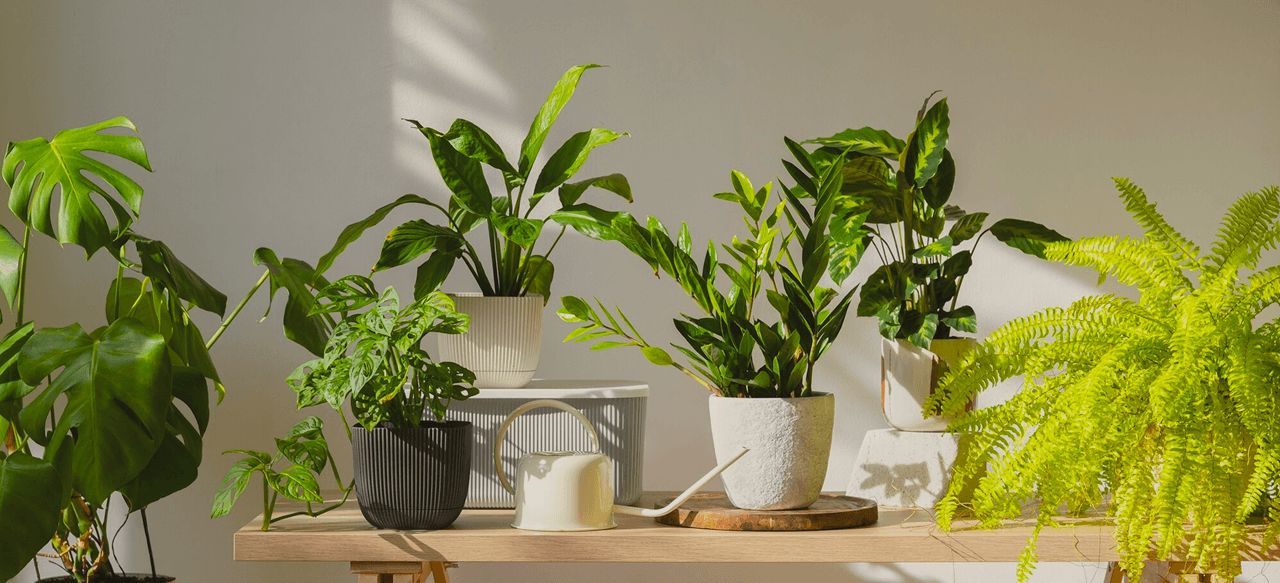 Beautiful plants in a bright room